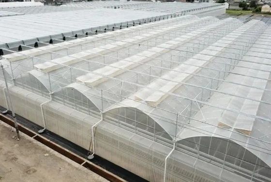 Herkunft Doppelbogen-Hydroponisches Gewächshaus JX-FG-001 mit und 1 Quadratmeter Min.Order