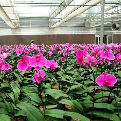 Juxiang Hydroponic Farm Film Gewächshaus mit Stahlkonstruktion und 30-Tage-Rückerstattung