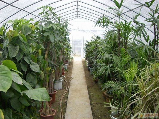 Juxiang Hydroponic Farm Film Gewächshaus mit Stahlkonstruktion und 30-Tage-Rückerstattung