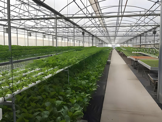 Juxiang Hydroponic Farm Film Gewächshaus mit Stahlkonstruktion und 30-Tage-Rückerstattung
