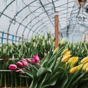 Anpassbares Hydroponisches System für Gemüse und Blumen, das auf Ihre Bedürfnisse zugeschnitten ist