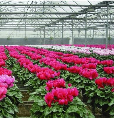 Anpassbares Hydroponisches System für Gemüse und Blumen, das auf Ihre Bedürfnisse zugeschnitten ist