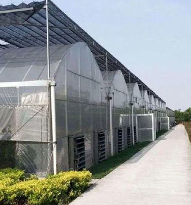 Juxiang Multi-Span Feuchtigkeitskontrolle Gewächshaus für Pfeffer Film Gewächshaus Abteilung