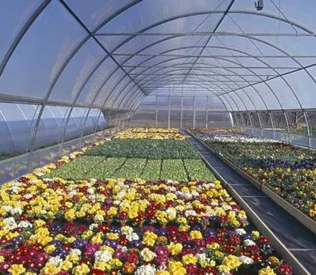 US-Währung Ein-Pan-Hydroponisches System für die Gewächshaus-Gemüseanbauleistung