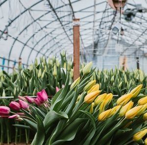 Mehrspannendes Juxiang-Hydroponisches System Feuchtigkeit Gewächshaus für Blumen Rückerstattung