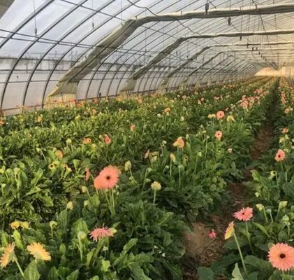 Mehrspannendes Juxiang-Hydroponisches System Feuchtigkeit Gewächshaus für Blumen Rückerstattung