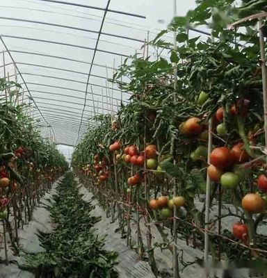 Mehrspannendes Juxiang-Hydroponisches System Feuchtigkeit Gewächshaus für Blumen Rückerstattung