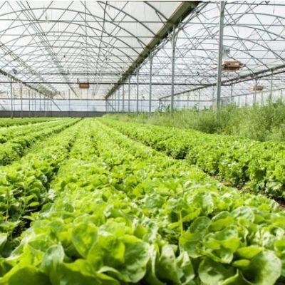 Mehrspannendes Juxiang-Hydroponisches System Feuchtigkeit Gewächshaus für Blumen Rückerstattung