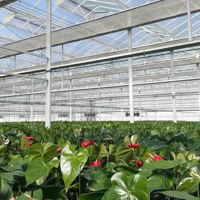 Warmwasserbeheizung Mehrspann-Säenglasgewächshaus für die Stromregelung in der Hydroponik