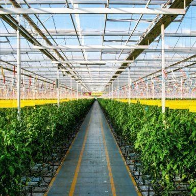 Gewächshaus für Wasserpflanzensysteme aus gehärtetem Glas
