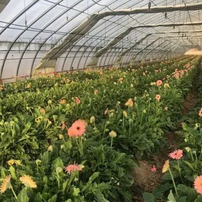 US-amerikanische Einbogen-Hydroponik-Gewächshaus für die Pfefferproduktion Paket Bruttogewicht 2000.000kg