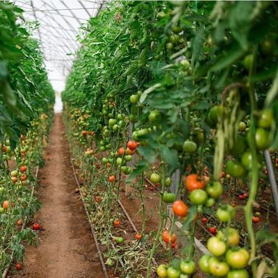 US-amerikanische Einbogen-Hydroponik-Gewächshaus für die Pfefferproduktion Paket Bruttogewicht 2000.000kg