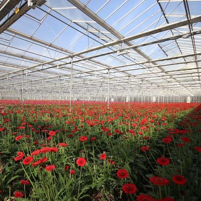 Herkunft Gemüse und Blumen Glas Gewächshaus mit Hydroponik Anbaumethode