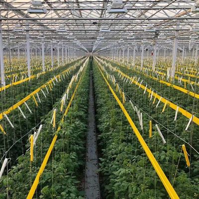 Herkunft Gemüse und Blumen Glas Gewächshaus mit Hydroponik Anbaumethode