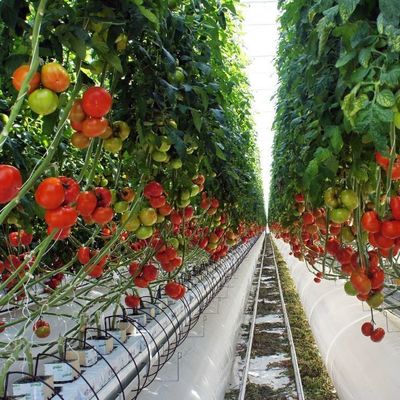 2000.000kg Paket Bruttogewicht Tröpfchenverstopfungsfolie Gewächshaus für den Gemüseanbau
