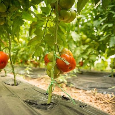 2000.000kg Paket Bruttogewicht Tröpfchenverstopfungsfolie Gewächshaus für den Gemüseanbau