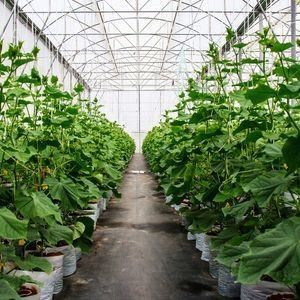 2000.000kg Paket Bruttogewicht Tröpfchenverstopfungsfolie Gewächshaus für den Gemüseanbau