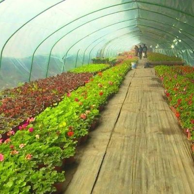 1209cm * 235cm * 239cm Paketgröße Gewächshaus für Tomaten- und Gurkenfarmen Vollzahlung