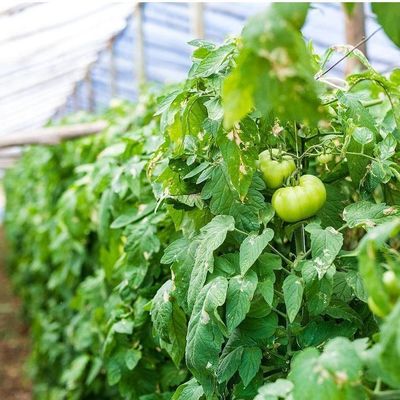 1209cm * 235cm * 239cm Paketgröße Gewächshaus für Tomaten- und Gurkenfarmen Vollzahlung