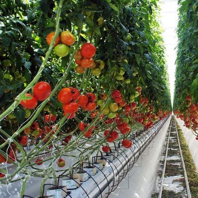 1209cm * 235cm * 239cm Paketgröße Gewächshaus für Tomaten- und Gurkenfarmen Vollzahlung