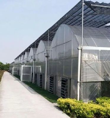 Erste Zahlung Große Pfeffer und Blüten Hydroponik mit Film Gewächshaus Vollzahlung