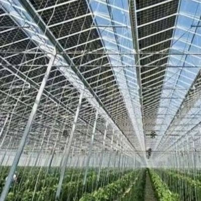 Glas Gewächshaus mit Hydroponik Anbau kundenspezifische Anforderung Dachform A-Typ Dach