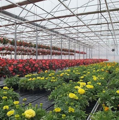 Anpassung Option Juxiang Hydroponisches System Gemüseanbau Film Gewächshaus