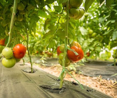 Gewächshaus für den Hydrokulturmarkt für den Hydroponischen Tomatenanbau mit mehreren Spannen und einer einzigen Pfanne