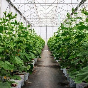 Einbogen-Gewächshaus für den Blumenbau