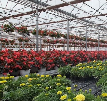 Einbogen-Gewächshaus für den Blumenbau