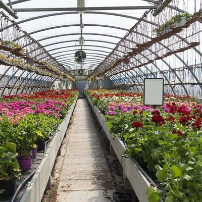 Anpassbares Doppelfilm-Hydroponisches System für die Pfefferproduktion