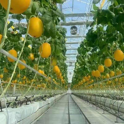 Venlo-Glasgewächshaus für GemüseDachform und -Typ 30 TageRückerstattung