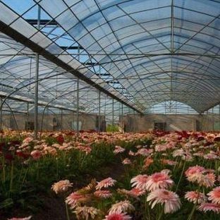 Doppelschicht-Film-Gewächshaus für Bodenlose Kultur Tomaten Gurke Blumenbau