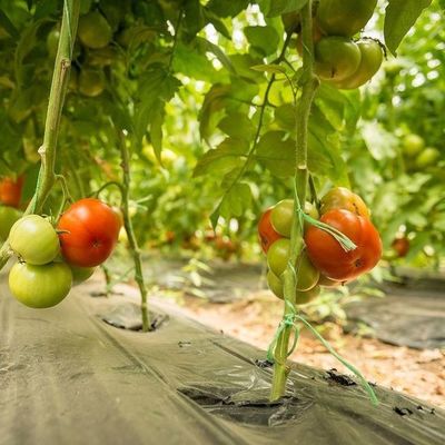 Temporäres Gewächshaus mit Gewölbengewölbe für die Tomaten- und Gurkenzucht