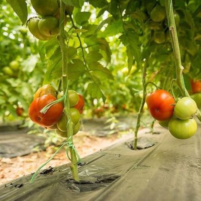 1209.00cm * 235.00cm * 239.00cm Filmdeckung Gewächshaus für Tomaten und Gurken