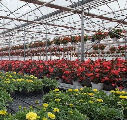 Doppelbogen-Gewächshaus für Tomatenanbau Erste Zahlung und Bodenlose Anbau