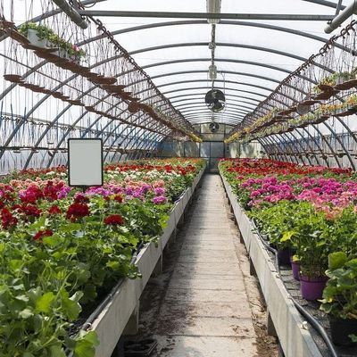 Doppelbogen-Gewächshaus für Tomatenanbau Erste Zahlung und Bodenlose Anbau