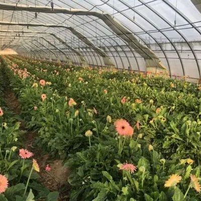 Doppelbogen-Gewächshaus für Tomatenanbau Erste Zahlung und Bodenlose Anbau