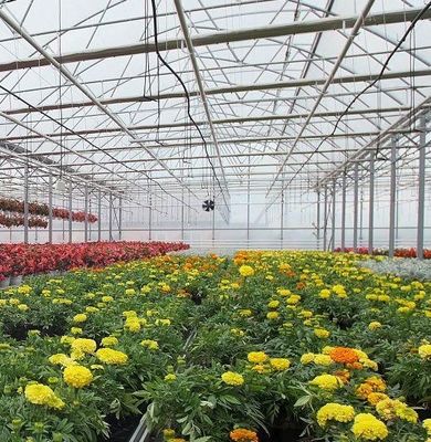 Doppelbogen-Gewächshaus für Tomatenanbau Erste Zahlung und Bodenlose Anbau