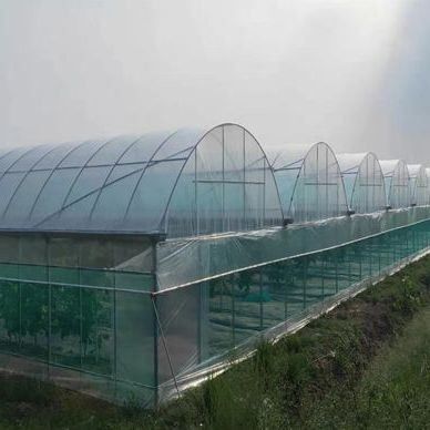 Doppelbogen-Gewächshaus für Tomatenanbau Erste Zahlung und Bodenlose Anbau