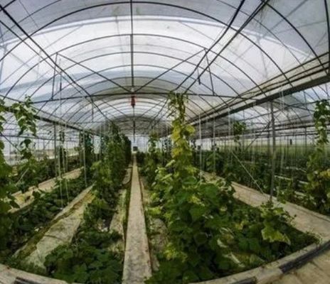 2000.000kg Paket Bruttogewicht Einpflanzsystem für Doppelbogengewächshäuser