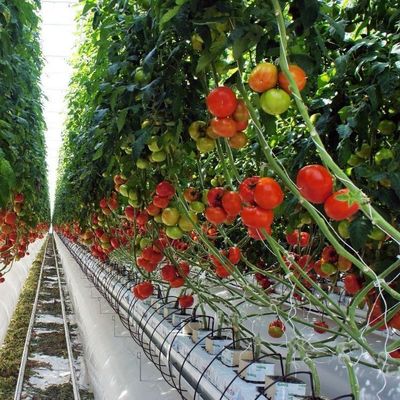 2000.000kg Paket Bruttogewicht Einpflanzsystem für Doppelbogengewächshäuser