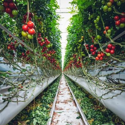 JX-A0018 Glasgewächshaus für Tomatenanbau 30 Tage Rücksendung Rückerstattung Langlebig leicht