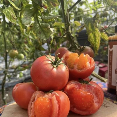 JX-A0018 Glasgewächshaus für Tomatenanbau 30 Tage Rücksendung Rückerstattung Langlebig leicht