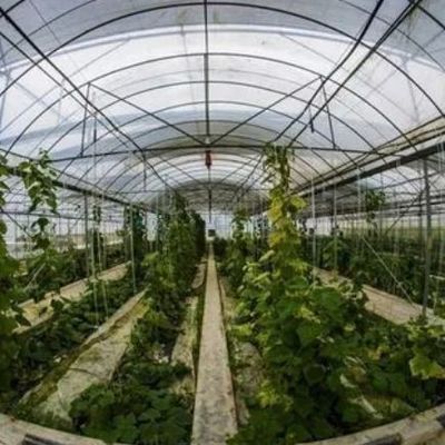 Temporärer Heizfilm Gewächshaus Gemüse- und Blumenhydroponisches System für den Anbau