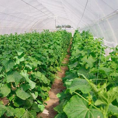 Wasserpflanzungssystem gegen Tröpfchen und Nebel, geeignet für die Überwinterung von Geflügel und Vieh