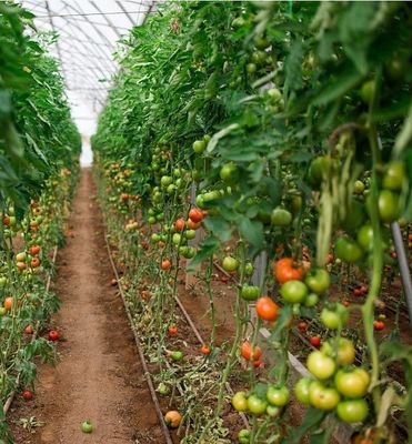 Wasserpflanzungssystem gegen Tröpfchen und Nebel, geeignet für die Überwinterung von Geflügel und Vieh