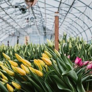 Wasserpflanzungssystem gegen Tröpfchen und Nebel, geeignet für die Überwinterung von Geflügel und Vieh
