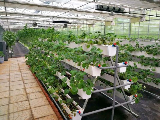 Temperaturgesteuerte Pflanzungsstätte von Juxiang und erschwingliche Pflanzungslösung