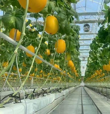 Hydroponik Anbaumethode PC Blatt Gartenblume Sonnenlicht Gewächshaus für Kanada